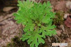 图 还魂草怎么养 还魂草的养殖方法和注意事项