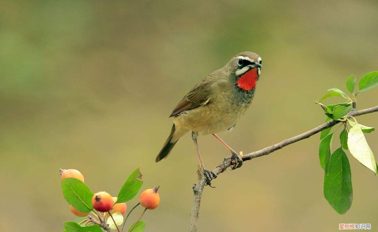 红靛颏几月份上性大叫,红靛颏儿的叫声
