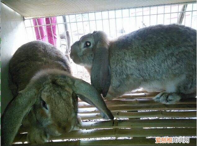 塞北兔品种，塞北兔怎么看纯不纯