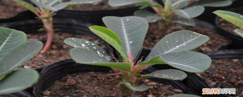 口袋妖怪复刻喷火龙怎么培养 喷火龙缀化怎么养