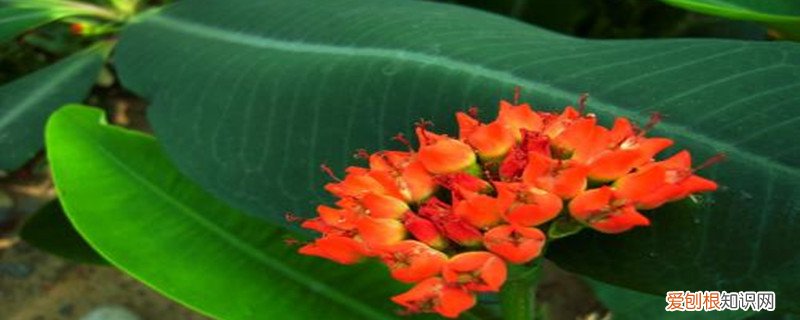 喷火龙怎么养 喷火龙怎么换盆