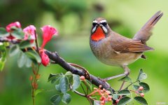 红靛颏的饲养，红靛颏饲养温度