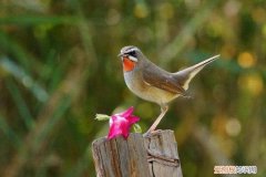 红靛颏鸟饲养，红靛颏鸟怎么饲养