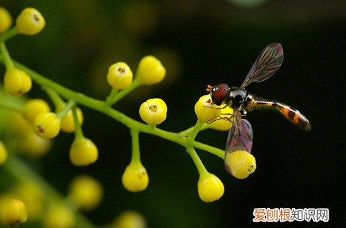 图 米兰落叶的原因 米兰落叶怎么办