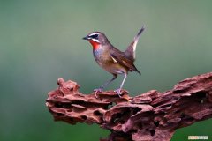 红靛颏的挑选，红靛颏多少钱