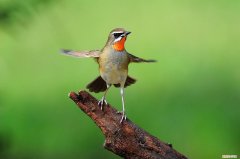 红靛颏饲料，蓝靛颏饲料配方