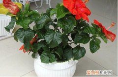 图 扶桑为什么掉花 扶桑花蕾脱落怎么办