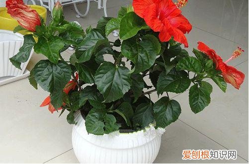 图 扶桑为什么掉花 扶桑花蕾脱落怎么办