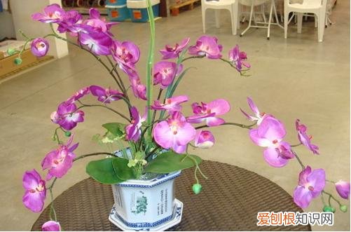 图 蝴蝶兰夏季浇水方法 蝴蝶兰夏季养护方法和注意事项