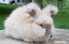 安哥拉长毛兔怎么洗澡，安哥拉长毛兔怎么洗澡视频