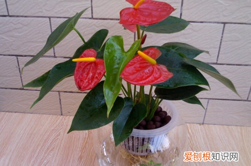 图 火鹤花怎么养 火鹤的养殖方法和注意事项