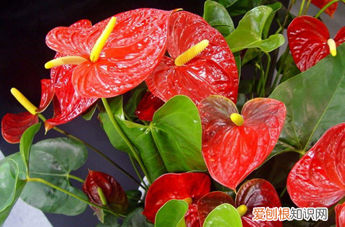 图 火鹤花怎么养 火鹤的养殖方法和注意事项