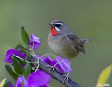 红靛颏吃什么，红靛颏吃水果吗