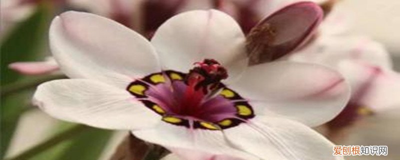 魔杖怎么玩 魔杖怎么度夏