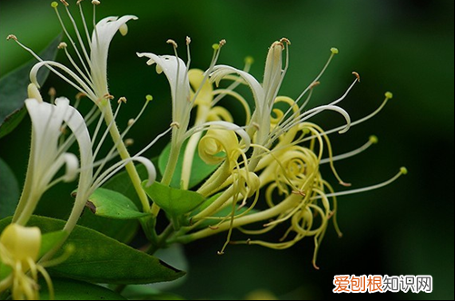 图 哪些花会变色 变色的花有哪些