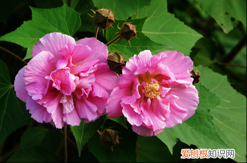 图 哪些花会变色 变色的花有哪些