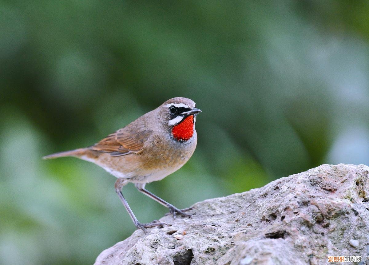 红靛颏喂什么好，红靛颏饲养的方法和注意事项