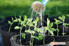 图 浇花水质太硬怎么办 养花的水质太硬如何改善