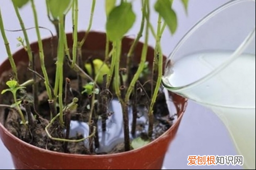 图 浇花水质太硬怎么办 养花的水质太硬如何改善