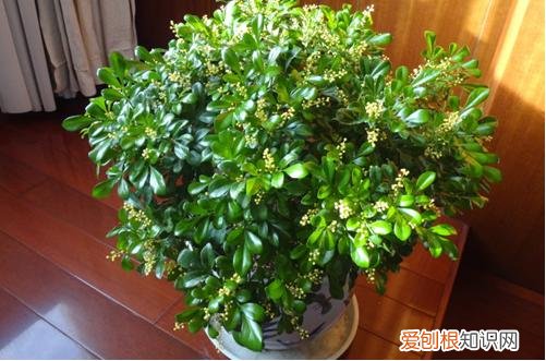 图 米兰什么时候换盆 米兰换盆注意事项