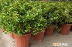 图 米兰什么时候换盆 米兰换盆注意事项