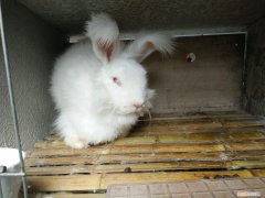 安哥拉长毛兔可以当宠物吗，安哥拉长毛兔可以当宠物吗视频