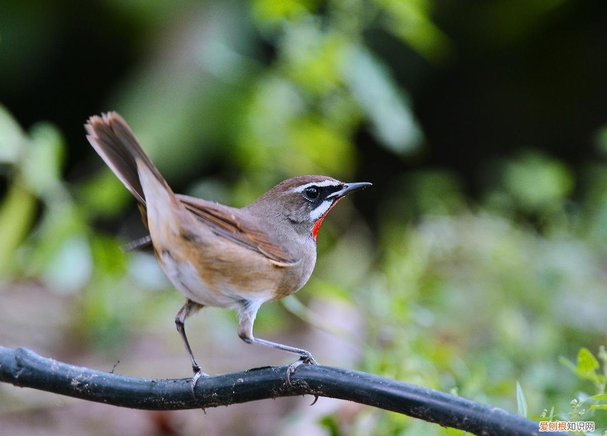 红靛颏鸟多少钱，靛颏鸟价格及图片