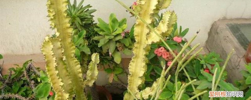 大戟阁锦怎么修剪 大戟阁锦浇水要浇透吗