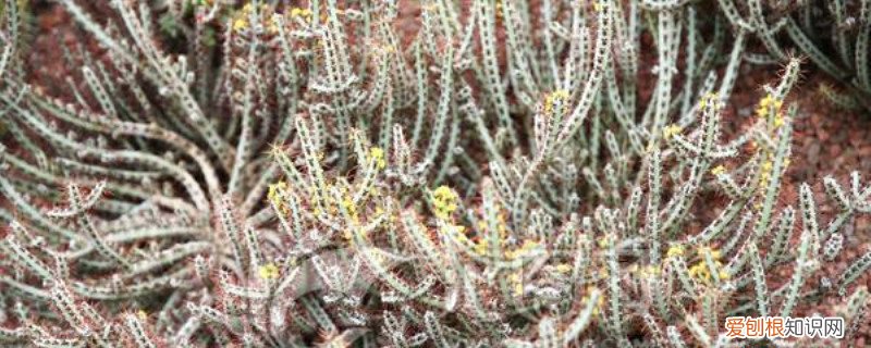 绿麒麟怎么养护和浇水 铜绿麒麟浇水方法