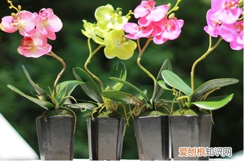 图 蝴蝶兰开花后怎么养 蝴蝶兰开花后怎么剪枝