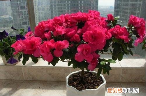 图 杜娟枝头干叶是怎么回事 杜娟枝头干叶怎么办