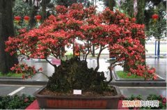 图 杜娟枝头干叶是怎么回事 杜娟枝头干叶怎么办