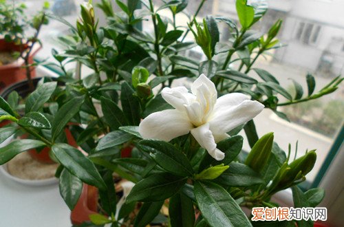 图 栀子花什么季节倒盆合适 什么时间给栀子花换盆