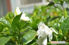 图 栀子花什么季节倒盆合适 什么时间给栀子花换盆