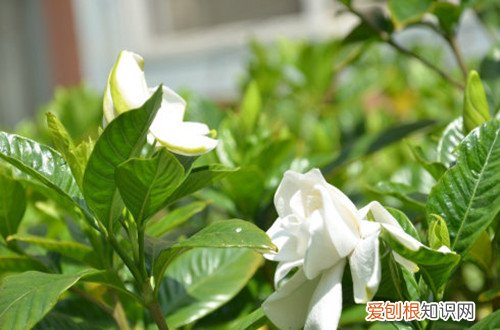 图 栀子花什么季节倒盆合适 什么时间给栀子花换盆