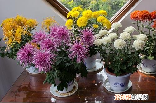 图 菊花苗怎么种 菊花花苗养殖要领和注意事项