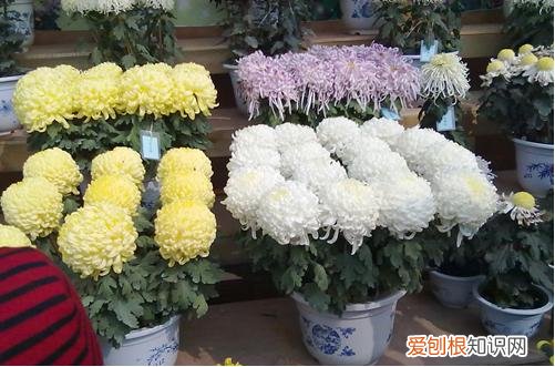 图 菊花苗怎么种 菊花花苗养殖要领和注意事项