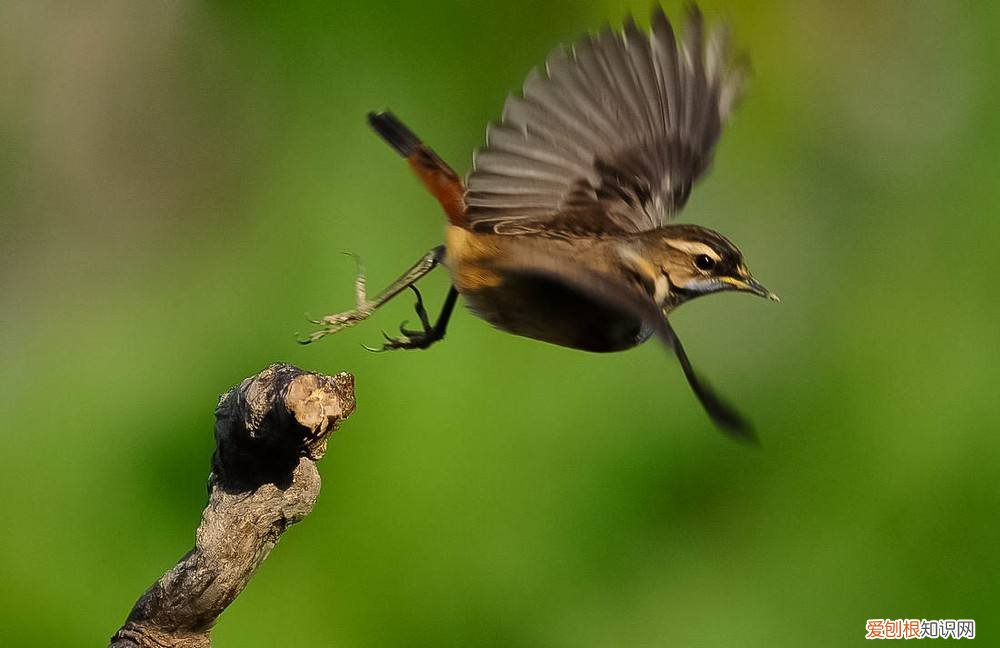 蓝点颏适合什么鸟笼