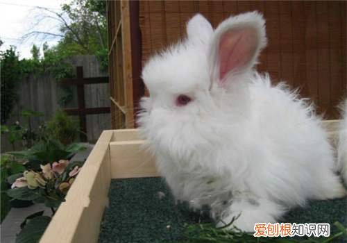 安哥拉长毛兔的价格，安哥拉兔 价格