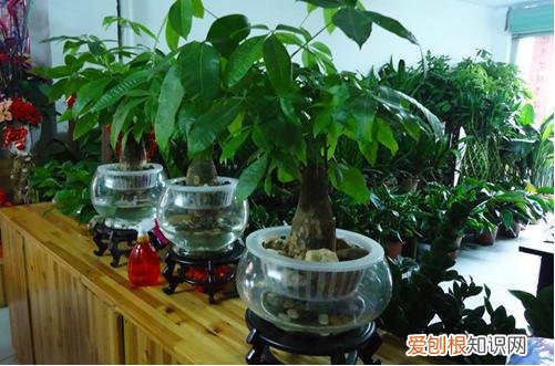 图 水培发财树根部腐烂怎么办 水培发财树的养殖方法和注意事项