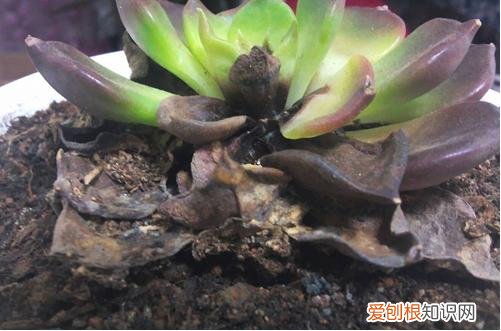 图 多肉烂心还有救吗 多肉植物烂心怎么办