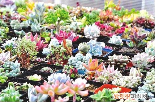 图 多肉烂心还有救吗 多肉植物烂心怎么办