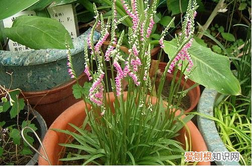 图 绶草种植方法 为什么叫绶草