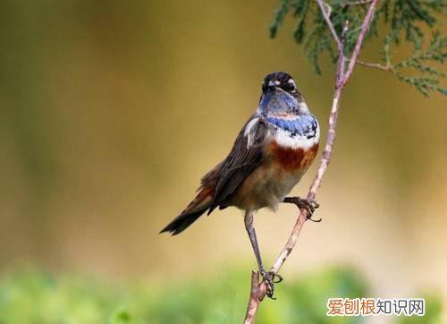 红点颏和蓝点颏的区别，红点颏的挑选