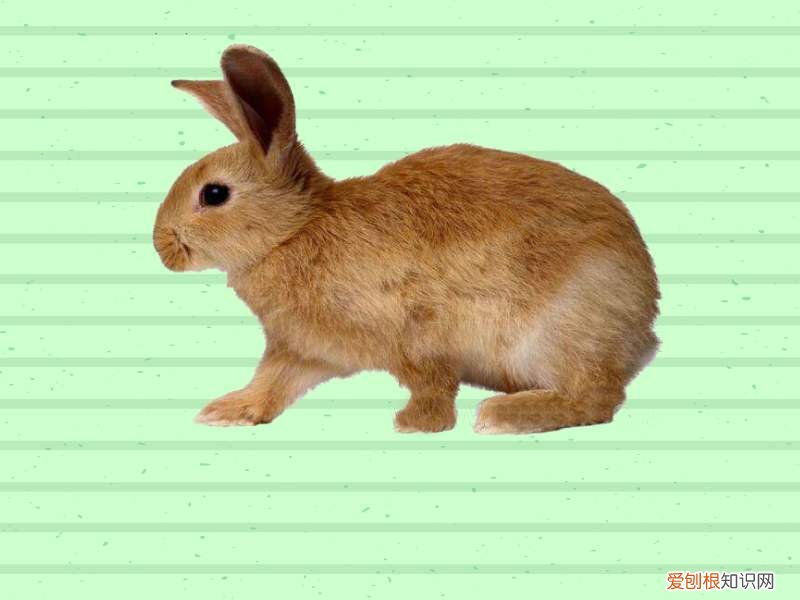 豫丰黄兔怎么养,豫丰黄兔的缺点