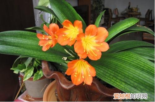 图 君子兰烂心是怎么回事 君子兰烂心怎么办如何救活