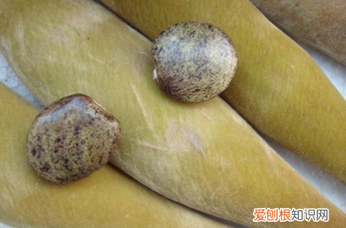 图 紫藤花种子怎么种 紫藤种子种植方法