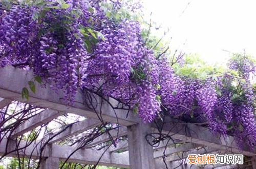 图 紫藤花种子怎么种 紫藤种子种植方法