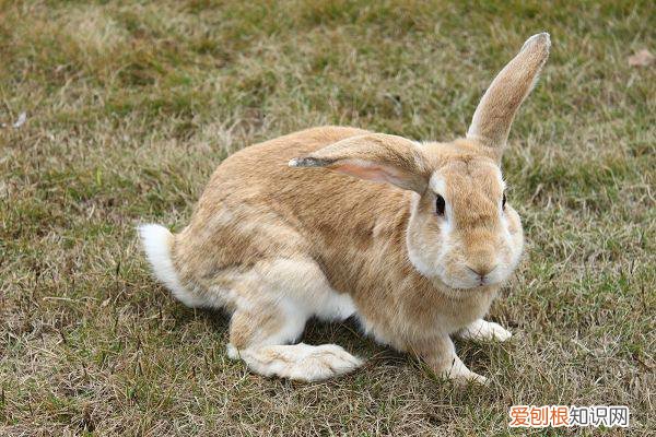 豫丰黄兔特点，豫丰黄兔和虎皮黄兔