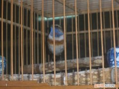 蓝靛颏上性，蓝靛颏增蓝